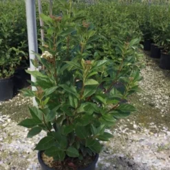 Sneeuwbal (Viburnum Tinus 'Spirit') -Tuin Stek Verkoop viburnumtinusspirit02