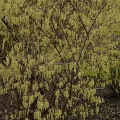 Staartaar (Stachyurus Praecox) -Tuin Stek Verkoop vima04862 1