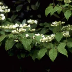 Sneeuwbal (Viburnum Plicatum 'Mariesii') -Tuin Stek Verkoop vipmarie 10