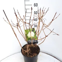 Sneeuwbal (Viburnum Opulus 'Roseum') -Tuin Stek Verkoop virburnum opulus roseum c10 v01