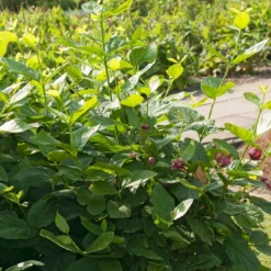 Specerijstruik (Calycanthus 'Aphrodite') -Tuin Stek Verkoop visi164393