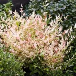 Hemelse Bamboe (Nandina Domestica 'Twilight') -Tuin Stek Verkoop visi197304