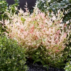 Hemelse Bamboe (Nandina Domestica 'Twilight') -Tuin Stek Verkoop visi197305
