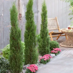 Italiaanse Cypres (Cupressus Sempervirens 'Stricta') -Tuin Stek Verkoop visi198162 1