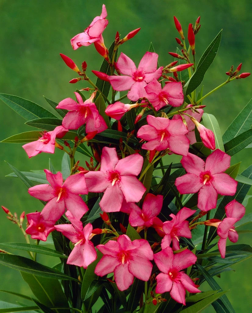 Smalbladige Oleander (Nerium Oleander 'Papa Gambetta') 1 Smalbladige Oleander (Nerium Oleander 'Papa Gambetta')