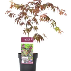 Japanse Esdoorn (Acer Palmatum 'Trompenburg') -Tuin Stek Verkoop wep 2333trompenburg