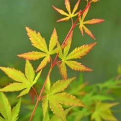 Japanse Esdoorn (Acer Palmatum 'Sangokaku') -Tuin Stek Verkoop wep 5072 sangokaku