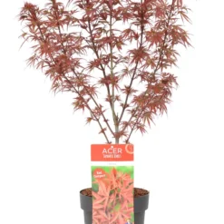 Japanse Esdoorn (Acer Palmatum 'Shaina') 12 Japanse Esdoorn (Acer Palmatum 'Shaina') -Tuin Stek Verkoop wep 8772