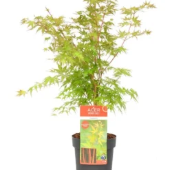 Japanse Esdoorn (Acer Palmatum 'Sangokaku') -Tuin Stek Verkoop wep 8839sangokaku