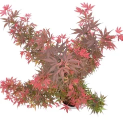 Japanse Esdoorn (Acer Palmatum 'Shaina') 13 Japanse Esdoorn (Acer Palmatum 'Shaina') -Tuin Stek Verkoop wep 9888