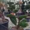 Taxus Als Bonsai (Taxus Baccata)