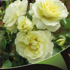 Stamroos (Rosa 'White Meilove')