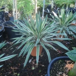Palmlelie (Yucca Gloriosa 'Variegata') -Tuin Stek Verkoop yucca gloriosa variegatum c10